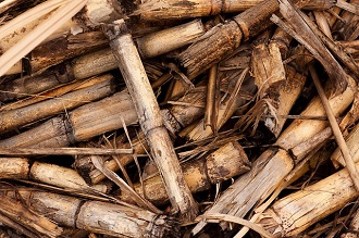 Biomasse (bambou)